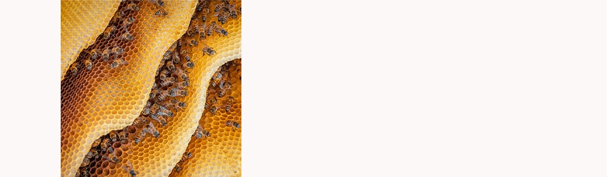 Imagerie Veganuary d'abeilles et de cire d'abeille.