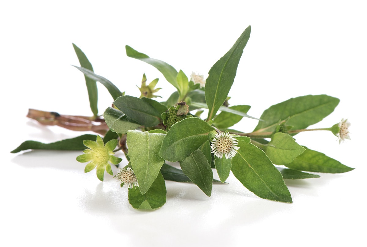 Découvrez-en plus sur l’extrait de feuille d’eclipta prostrata 