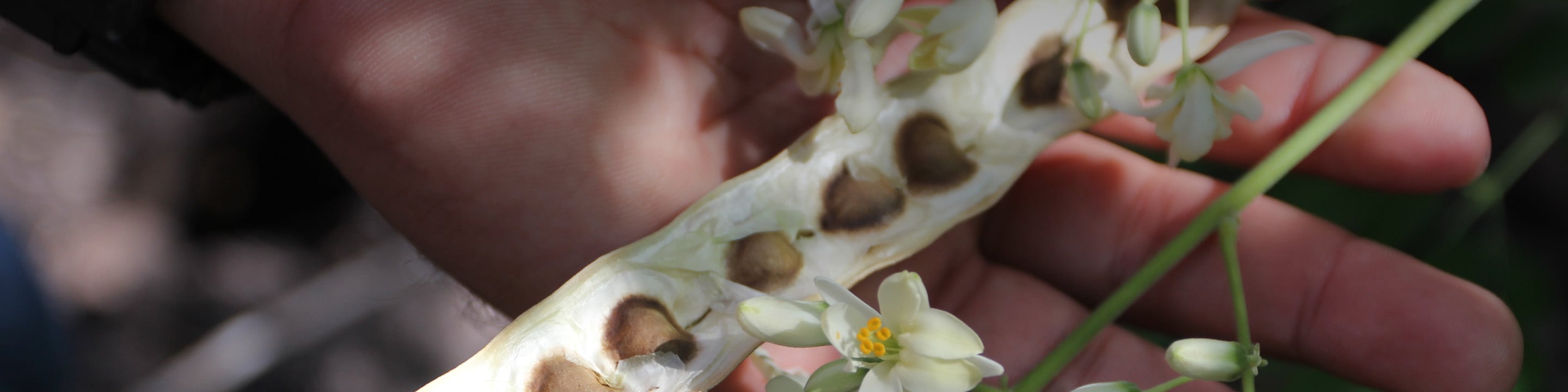 Apprenez-en plus sur l’huile de moringa