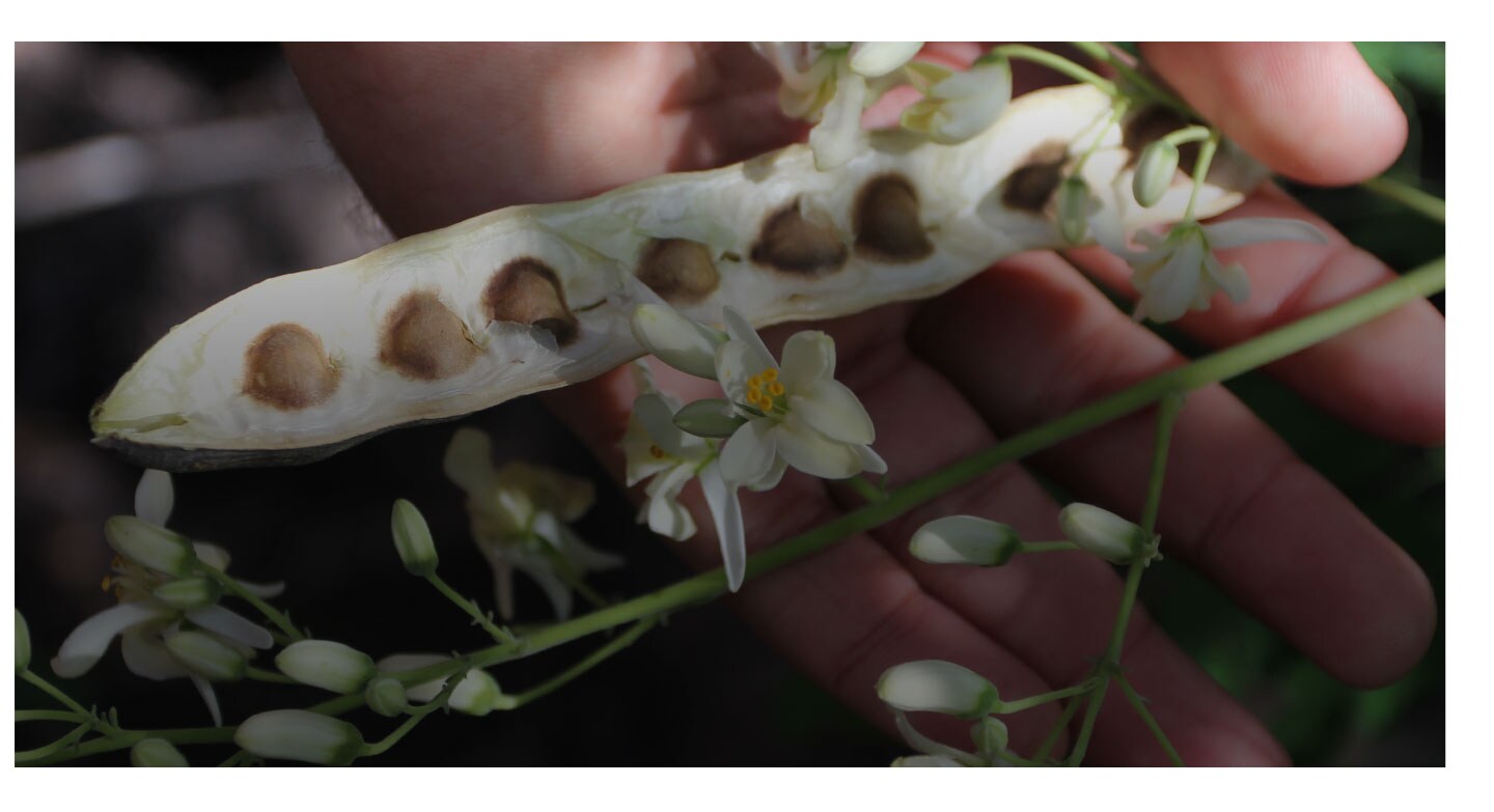 Huile de moringa provenant de sources responsables