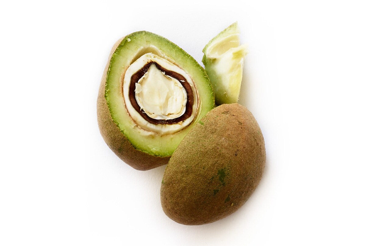 Graine de bancoulier