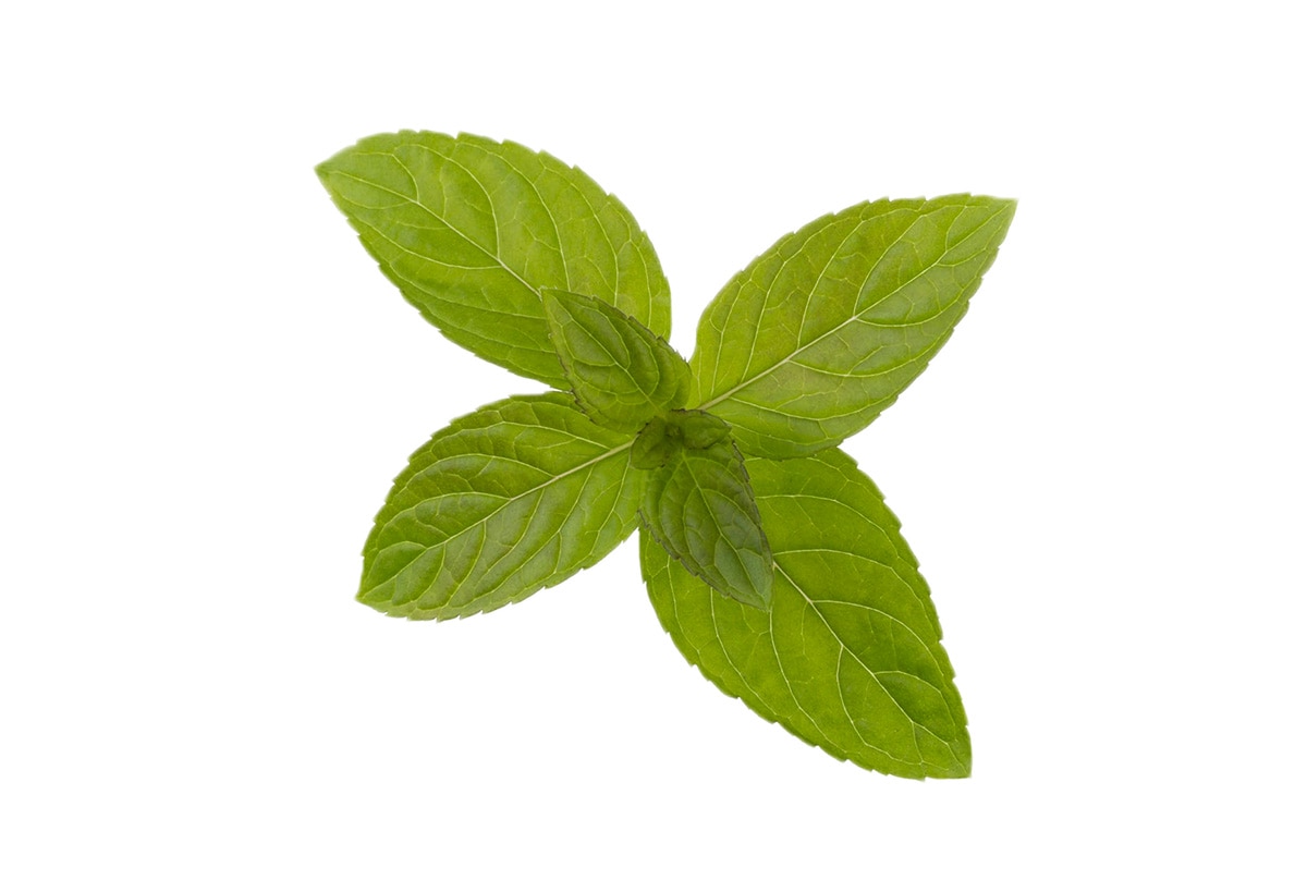 menthe poivrée